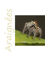 Image Thème Araignées