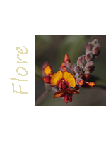 Image Thème Flore