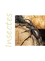 Image Thème Insectes