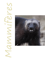 Image Thème Mammiferes