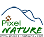 Logo Festival Pixel Nature
